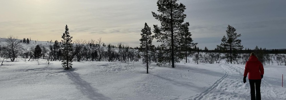Lappland's Winter Wonderland - Dog Sledding Exploration