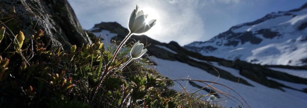 Mountain Week with Großvenediger, Elevation 3657m